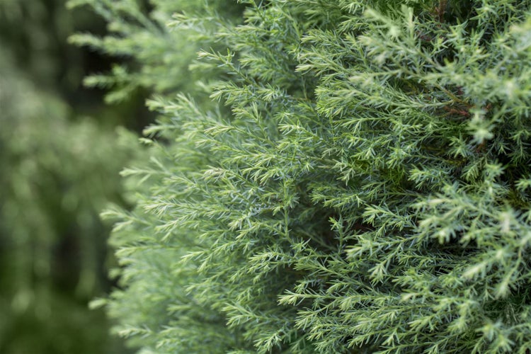 Chamaecyparis pisifera 'Plumosa Compressa', Zwerg-Scheinzypresse, 15–20 cm
