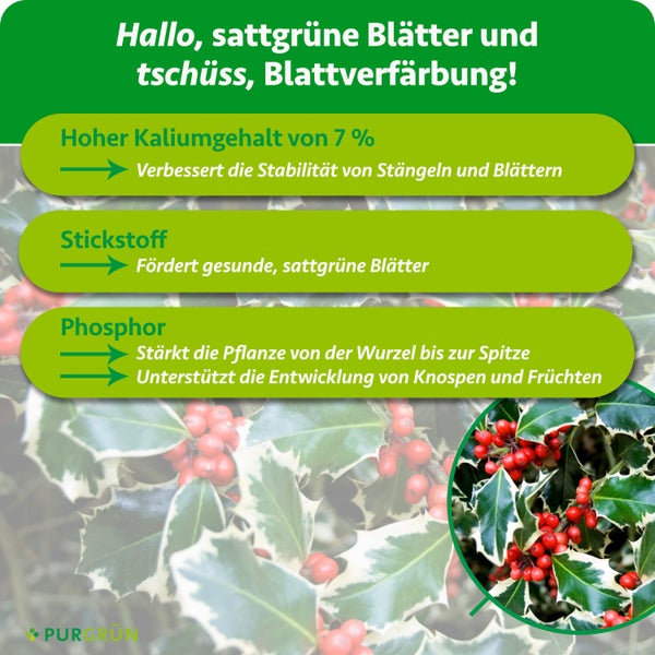 Infografik zu Purgrün Dünger: 7 Prozent Kalium für Stabilität, Stickstoff für gesunde Blätter, Phosphor für Wurzeln und Früchte. Purgrün Logo.