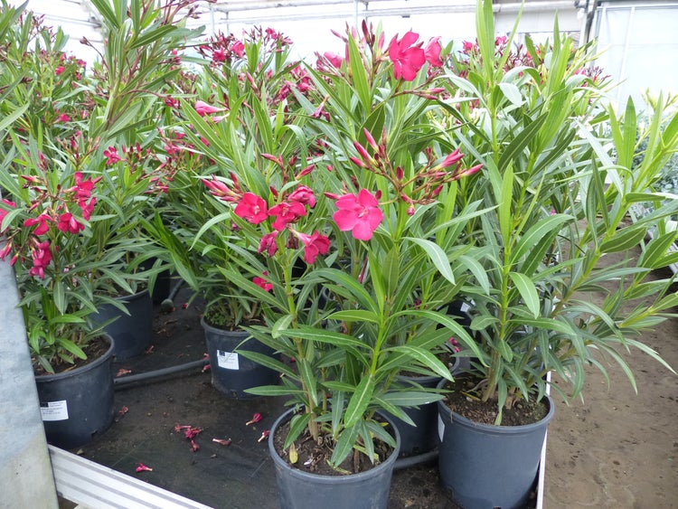 Mehrere blühende rosafarbene Oleander Nerium oleander in schwarzen Kunststofftöpfen in einem hellen Gewächshaus.