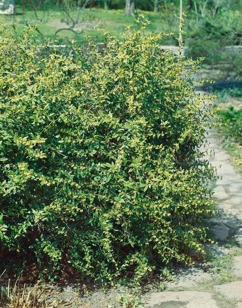 Berberis julianae, Immergrüne Berberitze, 25–30 cm