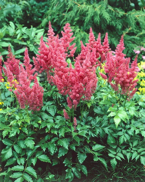 Astilbe japonica 'Mainz', Prachtspiere, rosa, ca. 9x9 cm Topf