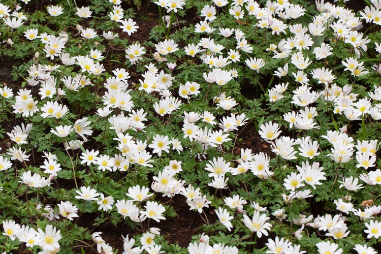 Anemone blanda 'White Splendour', Balkan-Windröschen, weiß, ca. 9x9 cm Topf