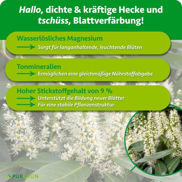 Purgrün Kirschlorbeer Dünger für Heckenpflanzen, 1 Kilogramm Granulat zur Neupflanzung und Pflegedüngung für kräftiges Wachstum.