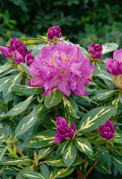 Rhododendron Hybr. 'Goldflimmer', gelb-grün panaschiert, 40–50 cm