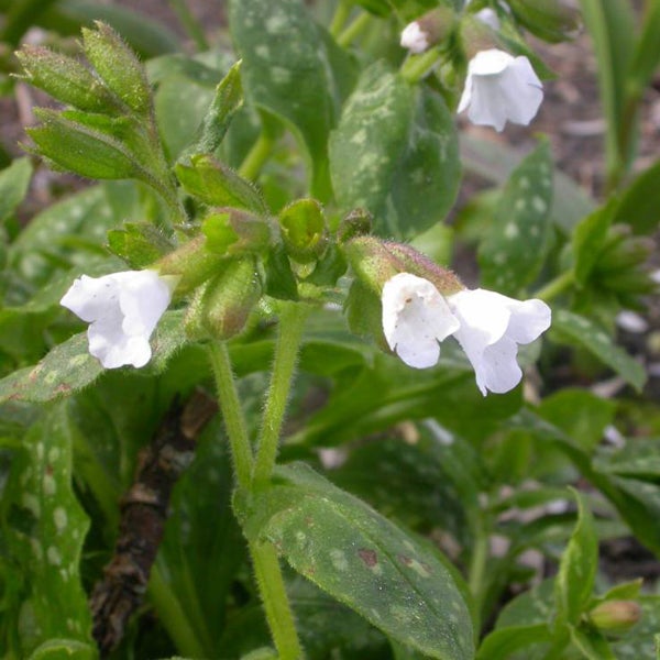 Lungenkraut Pflanze mit weißen Blüten