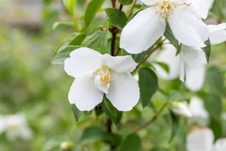 Philadelphus 'Manteau d'Hermine', Duftjasmin, weiß, 40–60 cm