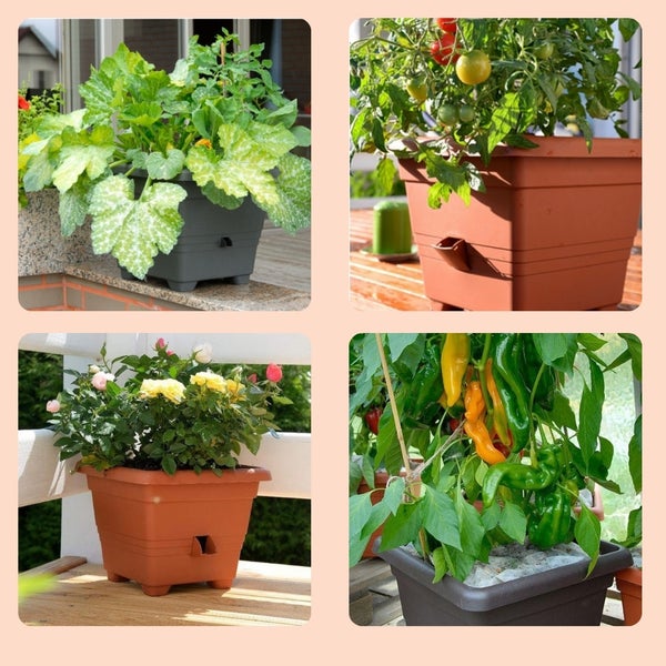 Collage mit Pflanzen in Pflanzgefäßen für den Außenbereich