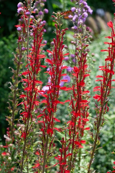 Lobelia cardinalis, Kardinalslobelie, leuchtend rot, ca. 9x9 cm Topf