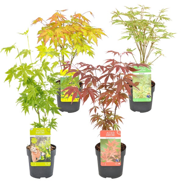 4x Acer Mix - Orange Dream - Going Green - Schmetterling - Atropurpureum – ⌀10,5 cm - ↕25-30 cm