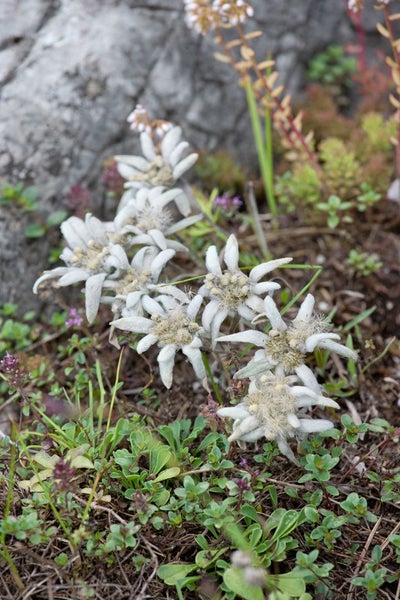 Nahaufnahme von Edelweissblüten in einer natürlichen Umgebung.