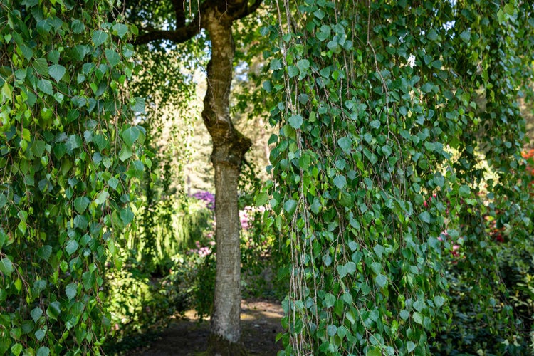 Eine Hänge-Birke mit herabhängenden Ästen und grünen Blättern in einem Garten