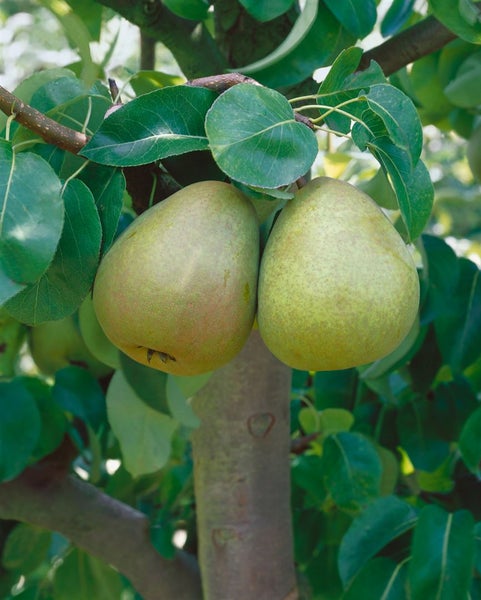Pyrus communis 'Gellerts Butterbirne', Birne, 150–200 cm