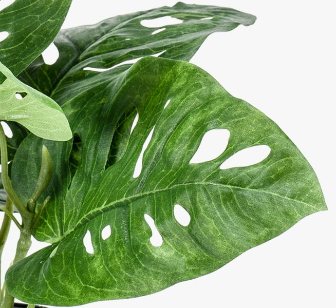 Schwarzer Blumentopf aus Kunststoff mit einer Pflanze und Erde.