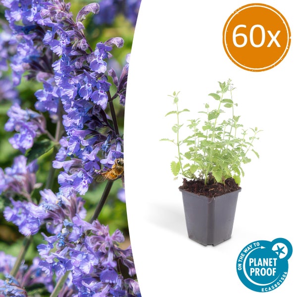 Katzenminze Nepeta x faassenii im Topf, 60 Stück, Detailansicht Blüte mit Biene, On the way to Planet Proof zertifiziert.