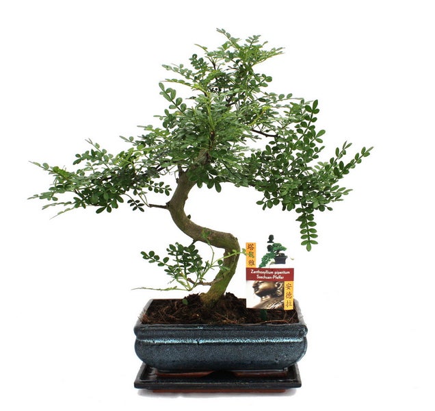 Bonsai - Zanthoxylum piperitum - ca. 8 Jahre - Geschenkset mit Dünger und Schere