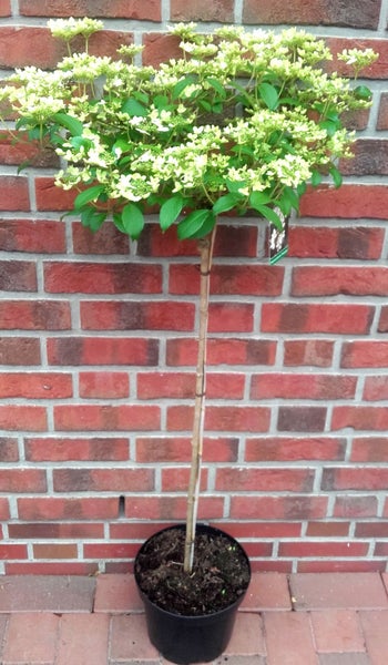 Viburnum plicatum 'Mariesii'-Stämmchen, Japanischer Schneeball, Etagen-Schneeball, Höhe inklusive Topf: 120-130 cm