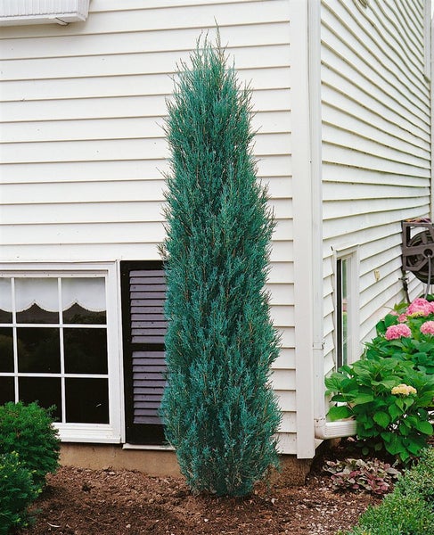 Juniperus scopulorum 'Blue Arrow', Säulenwacholder, blaugrün, 60–80 cm