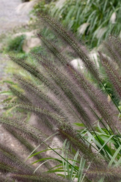 Pennisetum alopecuroides 'Moudry', Lampenputzergras, ca. 11x11 cm Topf