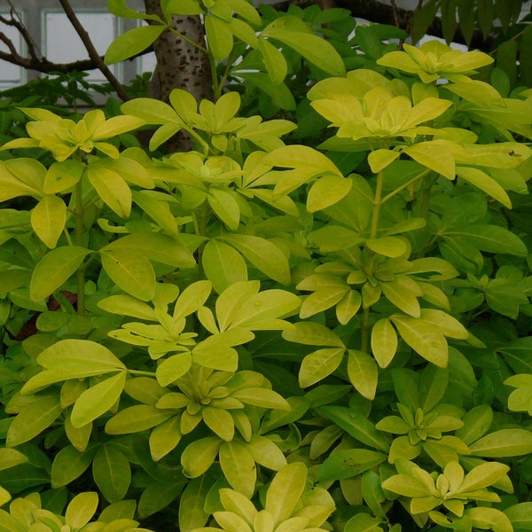 Nahaufnahme einer immergrünen Kletterpflanze