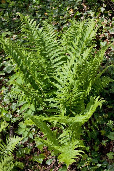 Dryopteris affinis, Goldschuppenfarn, ca. 9x9 cm Topf
