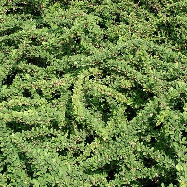 Nahaufnahme einer dichten Berberitzenhecke mit kleinen Blättern
