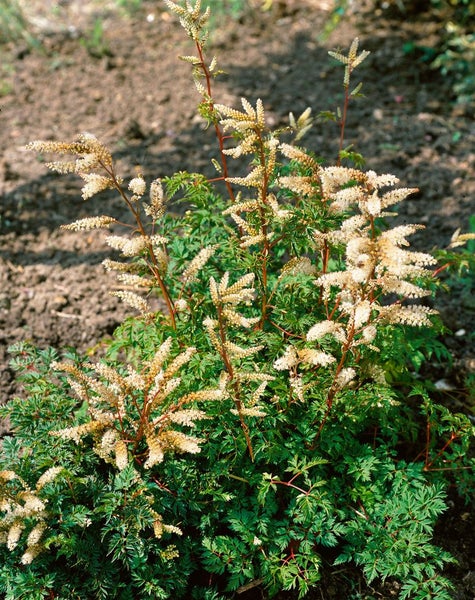 Aruncus aethusifolius, Zwerg-Geißbart, kompakt, ca. 9x9 cm Topf