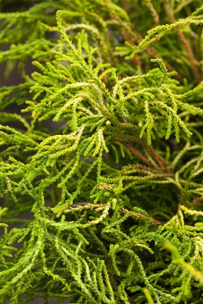 Chamaecyparis obtusa 'Gitte', Hinoki-Scheinzypresse, gelbgrün, 15–20 cm