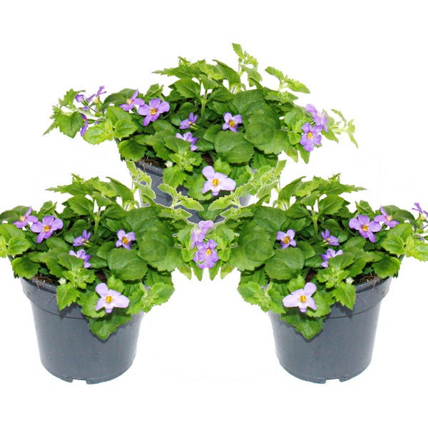 Zwei rosa Orchideen in Töpfen