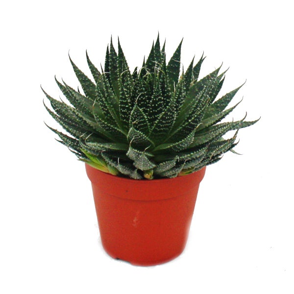 Set aus 5 verschiedenen Sukkulenten im 12cm Topf
