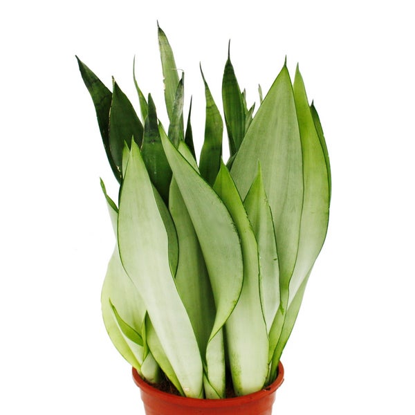 Sansevieria trifasciata Moonshine silberner Bogenhanf Solitärpflanze im 17cm Topf ca. 50cm hoch