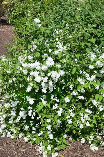 Blühender Pfeifenstrauch mit weißen Blüten und grünen Blättern.