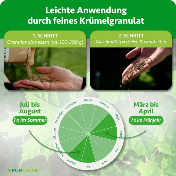 Infografik zur Anwendung: Granulat abmessen (circa 100-300g) und verteilen. Düngung im März bis April sowie Juli bis August. Purgrün Logo.