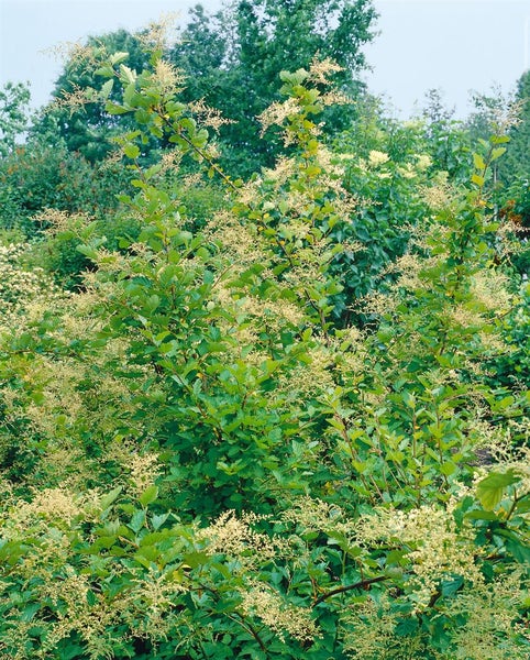 Holodiscus discolor, cremeweiße Blüten, 60–100 cm