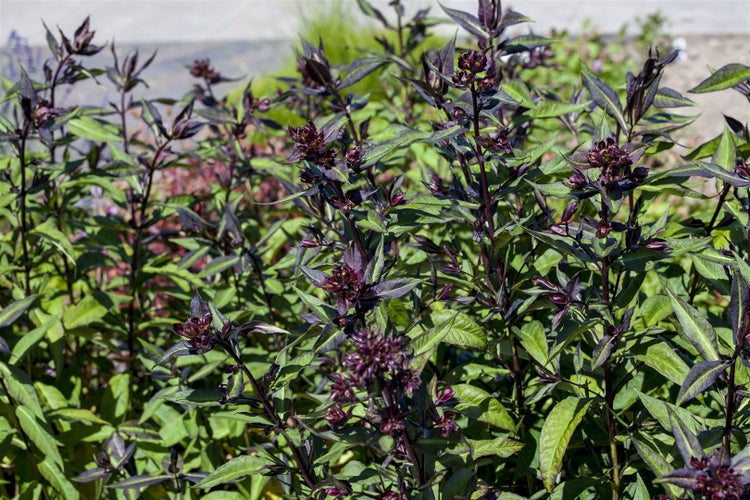 Ocimum basilicum 'Magic Blue', Basilikum, blau-violett, 2 Liter Container
