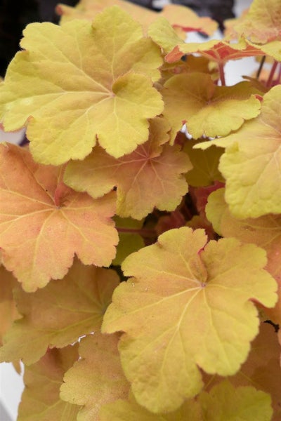 Heuchera villosa 'Caramel', Purpurglöckchen, orange, ca. 9x9 cm Topf