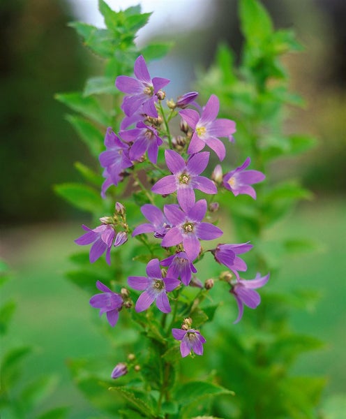 Aufnahme einer Blütenähre der Garten-Trichterblume