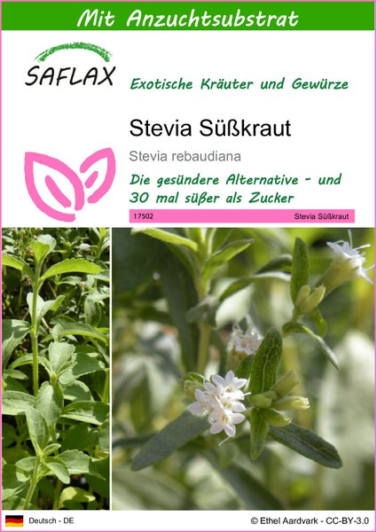 SAFLAX  - Stevia Süßkraut - Stevia rebaudiana - 100 Samen - Mit keimfreiem Anzuchtsubstrat