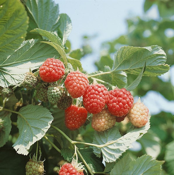Reifende Himbeeren mit grünen Blättern an einem Himbeerstrauch im Garten.