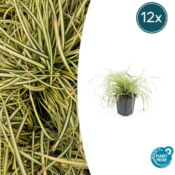 Carex Segge mit hell gestreiften Blättern im zwölf Stück Pack, On the way to Planet Proof zertifiziert.
