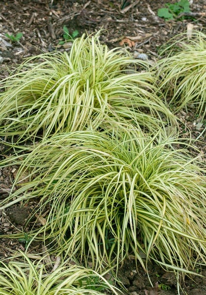 Carex morrowii 'Variegata', Japan-Segge, grün-weiß, ca. 9x9 cm Topf