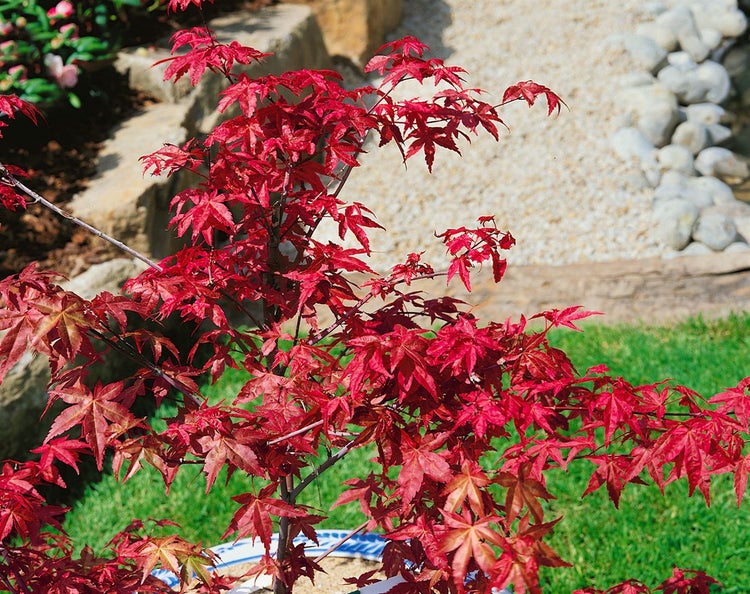 Japanischer Ahorn im Garten