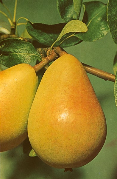 Pyrus communis 'Gute Luise', Birne, 150–200 cm, saftig-süß