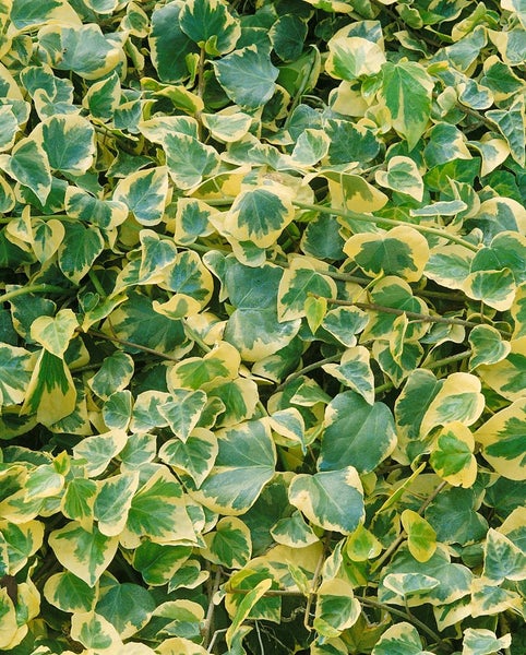 Hedera colchica, Persischer Efeu, 60–100 cm