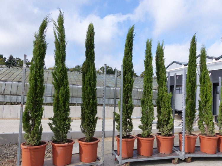 3 Stück 220 cm Mittelmeerzypresse Cupressus Semper. Totem Toskana Zypressen Zypresse