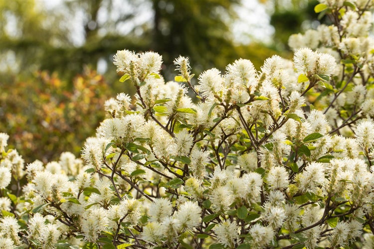 Nahaufnahme eines Fothergilla-Strauchs mit weißen Blüten