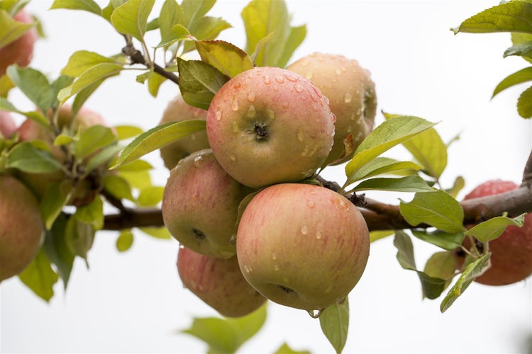 Malus 'Goldparmäne', Apfelbaum, 150–200 cm, aromatisch