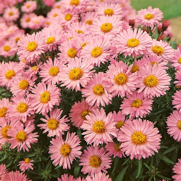 Aster dumosus 'Alice Haslam', Kissen-Aster, rosa, ca. 9x9 cm Topf