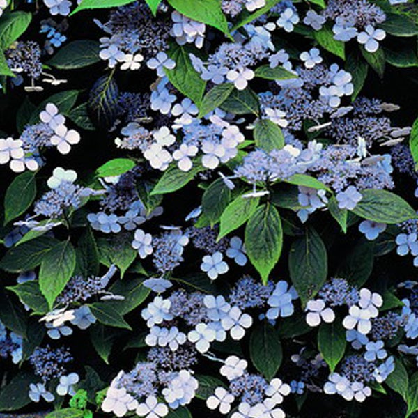 Nahaufnahme von Tellerhortensienblüten und Blättern
