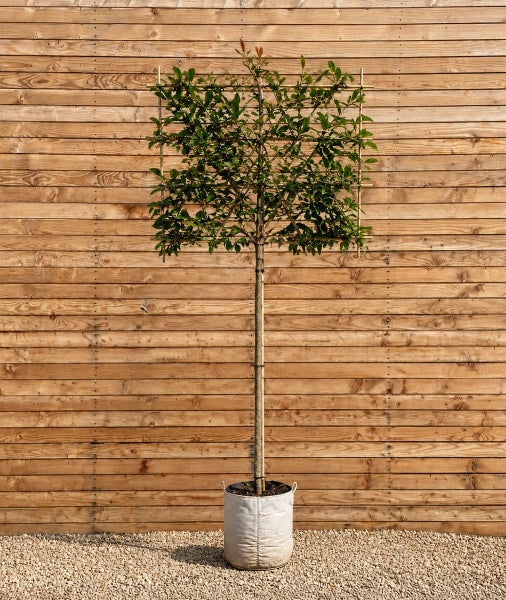 Glanzmispel Photinia fraseri Red Robin als Spalierbaum im Pflanzsack vor einer Holzwand