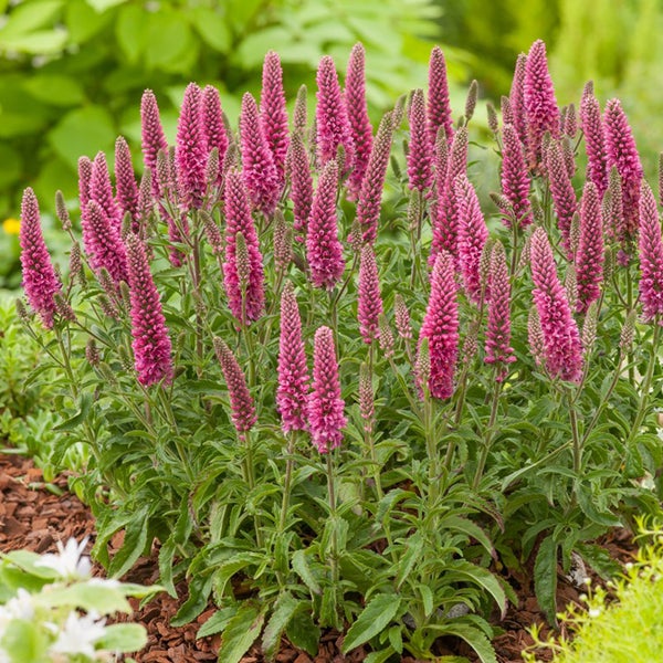 Aufrechte Ehrenpreis Beetpflanze im Garten